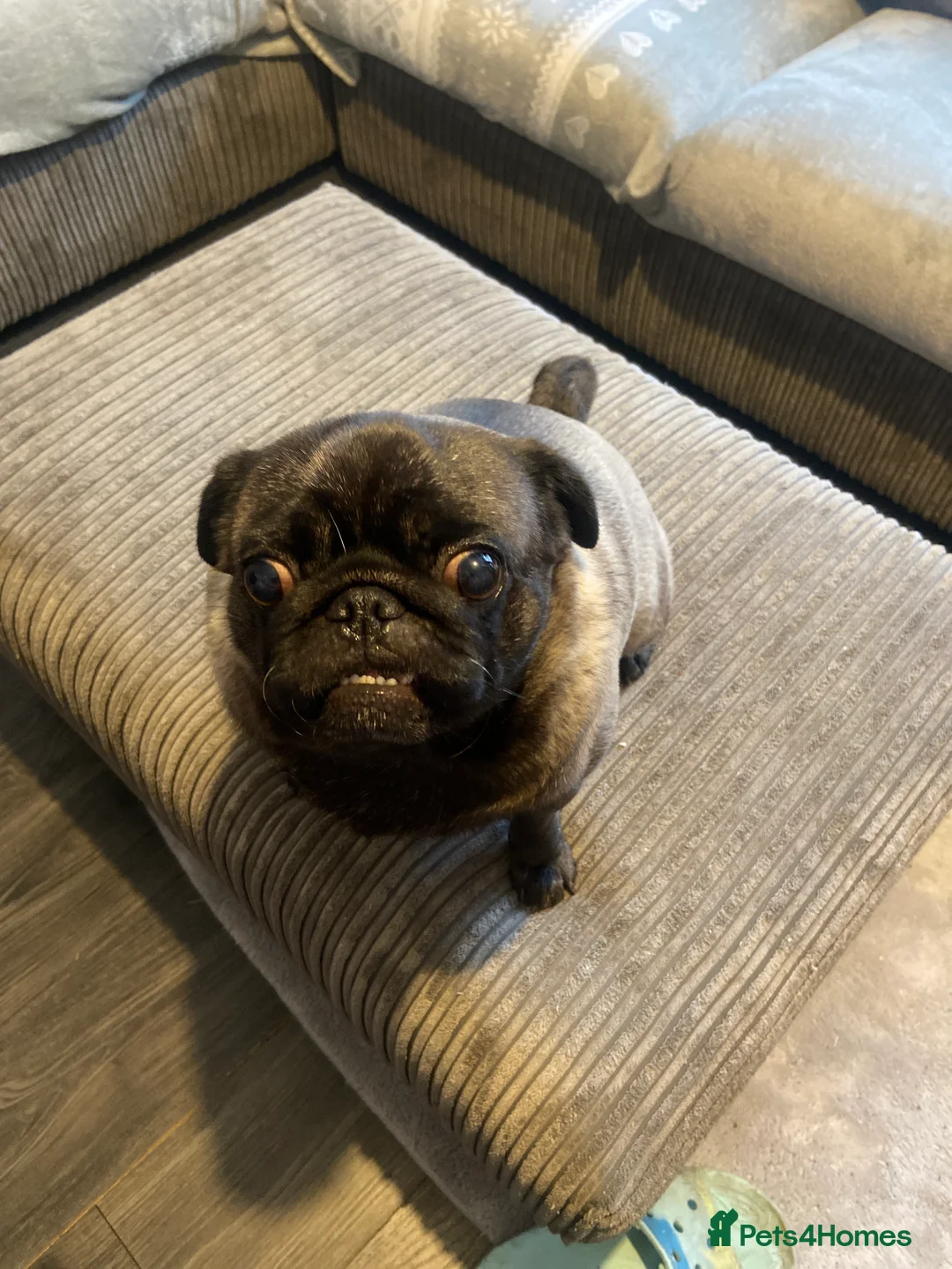 Pug dogs for sale: Black girl pug  - Advert 6