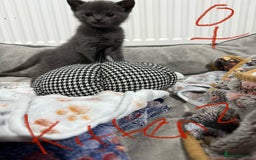 Ragdoll cats for sale: Ragdoll x main coon x British shorthair mix  - Image 9