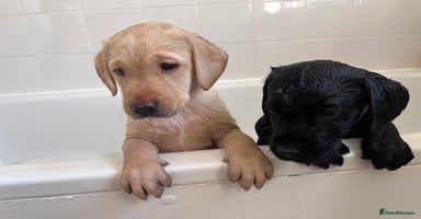 Labrador Retriever dogs - Advert 7