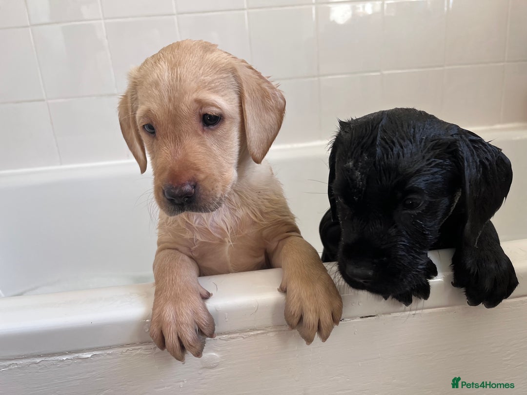 Labrador Retriever dogs for sale: Last Yellow Male available 19th Sept 2025 - Image 2