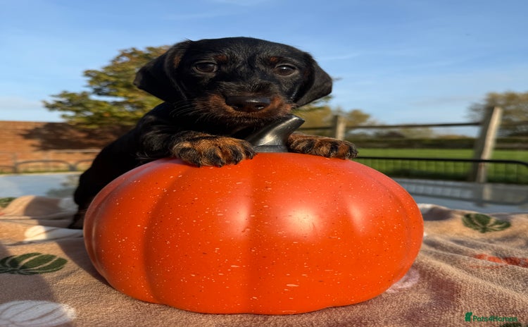 Miniature Dachshund dogs - Advert 2