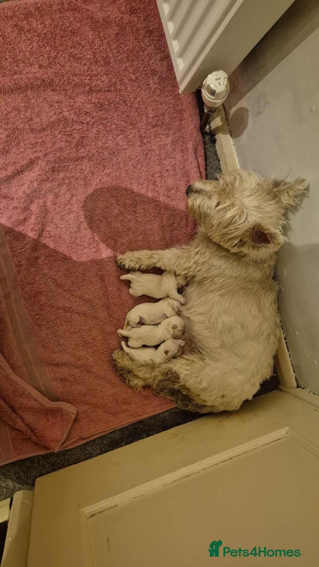 West Highland Terrier dogs for sale: KC reg west highland pups for sale  - Advert 2