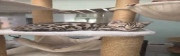 Bengal cats for sale: TICA REGISTERED BROWN ROSETTED BENGAL KITTENS  - Advert 19