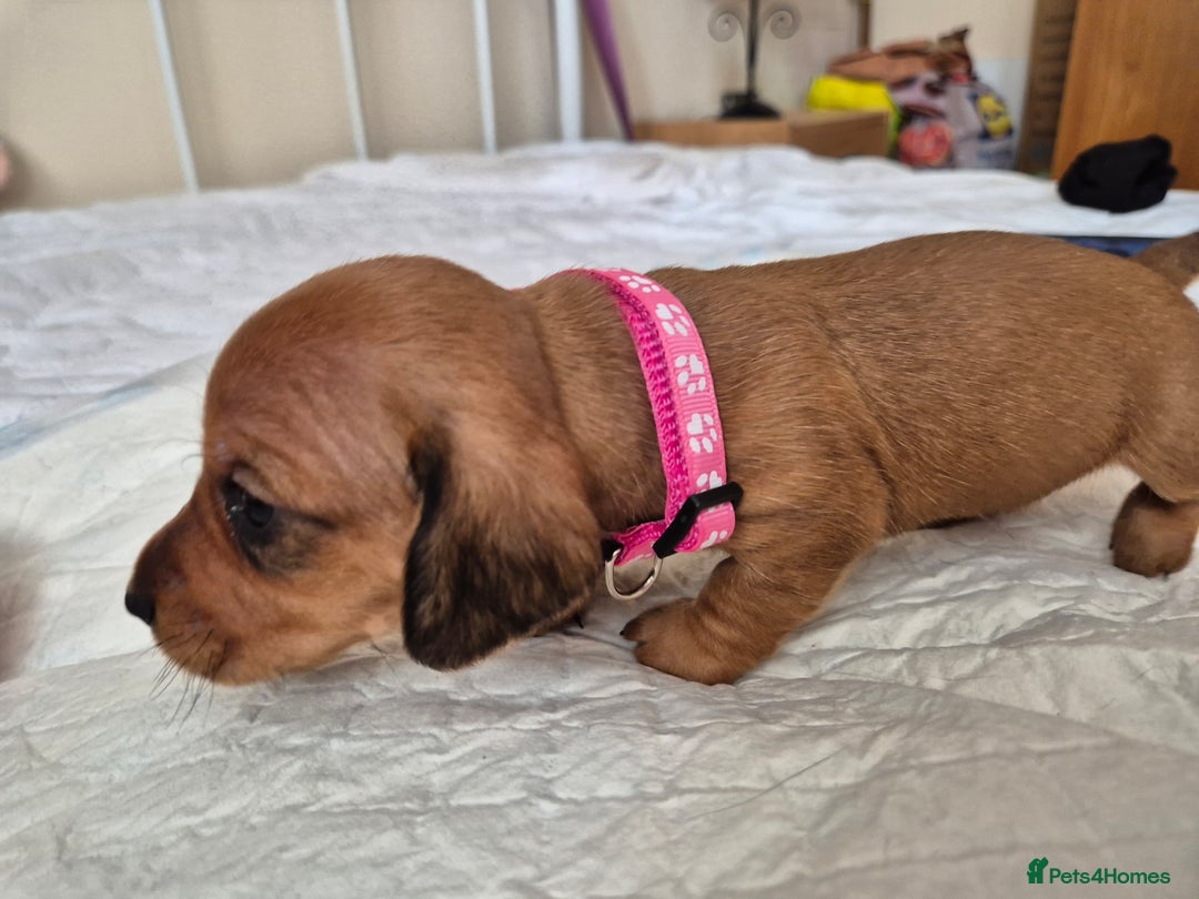 Dachshund dogs for sale: Smooth Haired Dachshund puppies - Advert 37