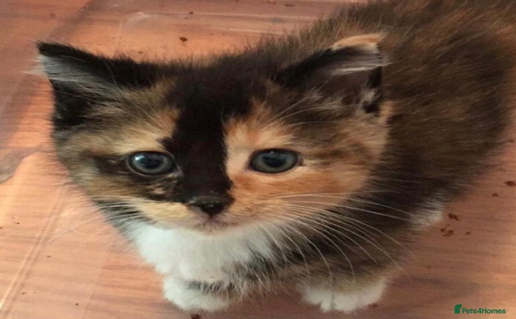 Mixed Breed cats - Advert 11