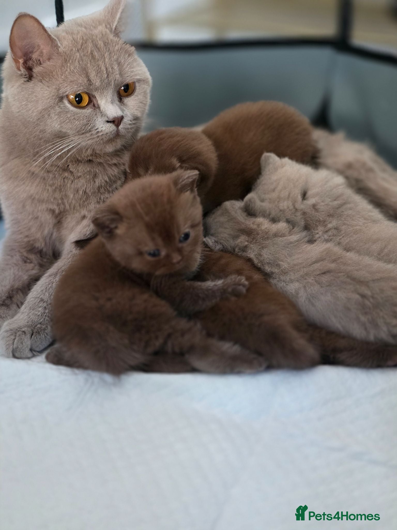 British Shorthair cats Chocolate, Cinnamon Lilac BSH kittens - Advert 7