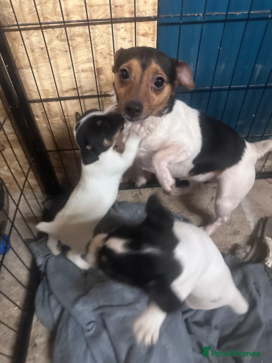 Jack Russell dogs for sale: Traditional jackrussel puppies - Advert 1