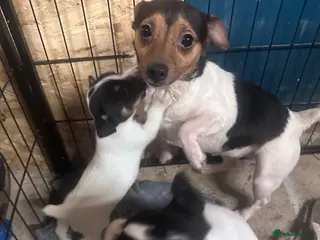 Jack Russell dogs Traditional jackrussel puppies - Advert 5