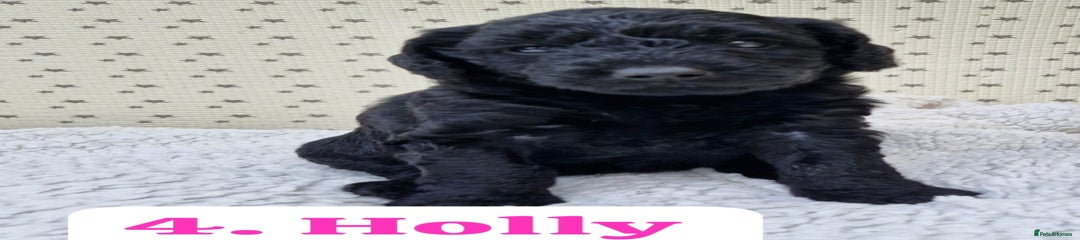 Holly Labradoodle Puppy 4