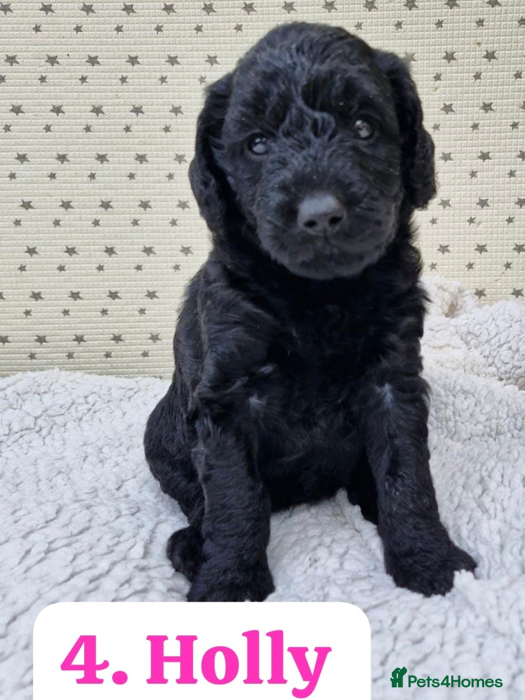 Labradoodle dogs for sale: 10 F1b labradoodles  - Image 5