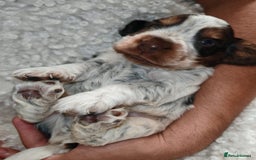 Cocker Spaniel dogs for sale: Kc show cocker spaniel puppies  - Image 16