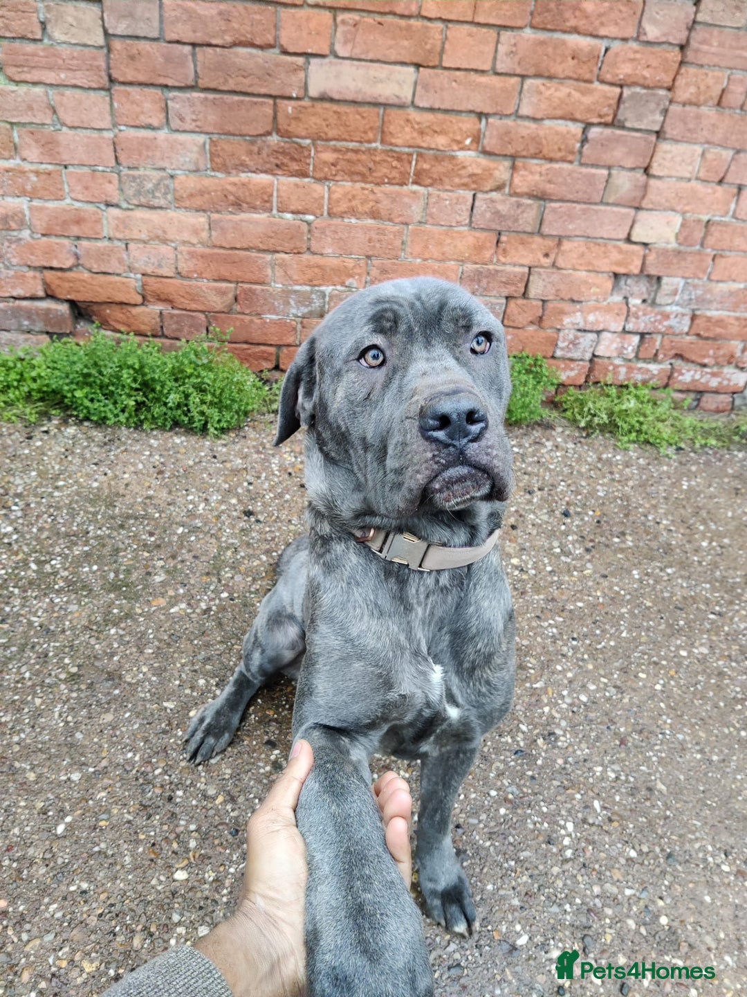 Cane Corso dogs for sale: Gorgeous female Cane Corso looking for a home - Advert 4