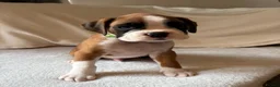 Boxer dogs for sale: *** 22 Championships between parents *** in Newbury - Advert 12