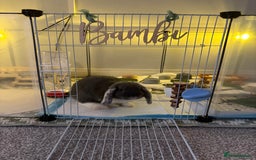 Mini Lop rabbits for sale: Grey and white mini lop  - Image 2