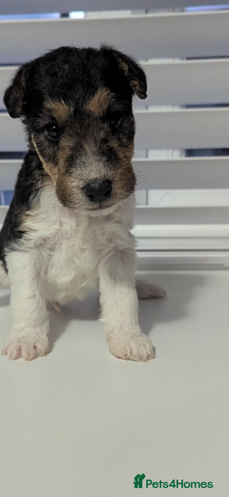 Fox Terrier dogs for sale: Wire haired fox terrier - Advert 30