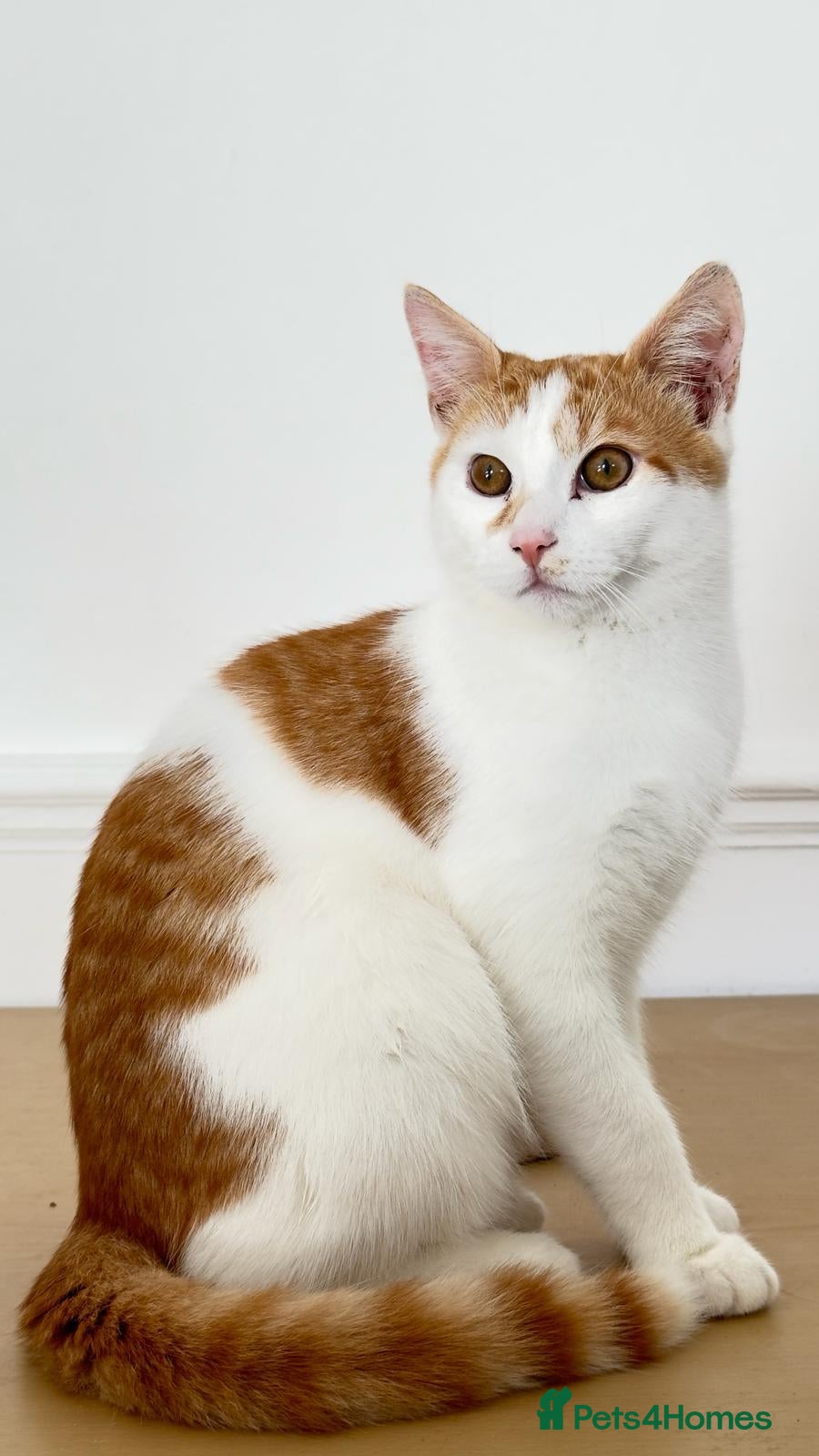 Domestic Shorthair cats British shorthair - Advert 1