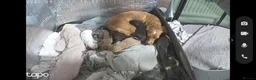Cocker Spaniel dogs for sale: Beautiful Cocker spaniels pups  - Advert 26