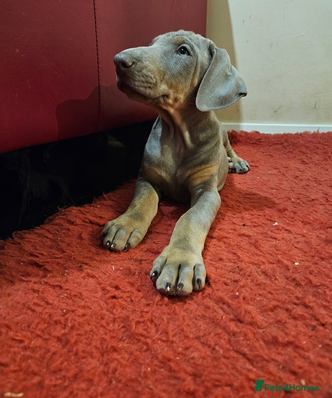 Dobermann dogs for sale: Stunning Female Ready for Lifelong Home  - Advert 4