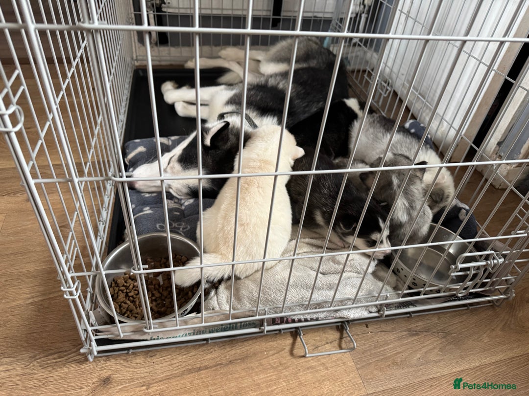 Siberian Husky dogs for sale: gorgeous huskies puppies for sale! - Image 12