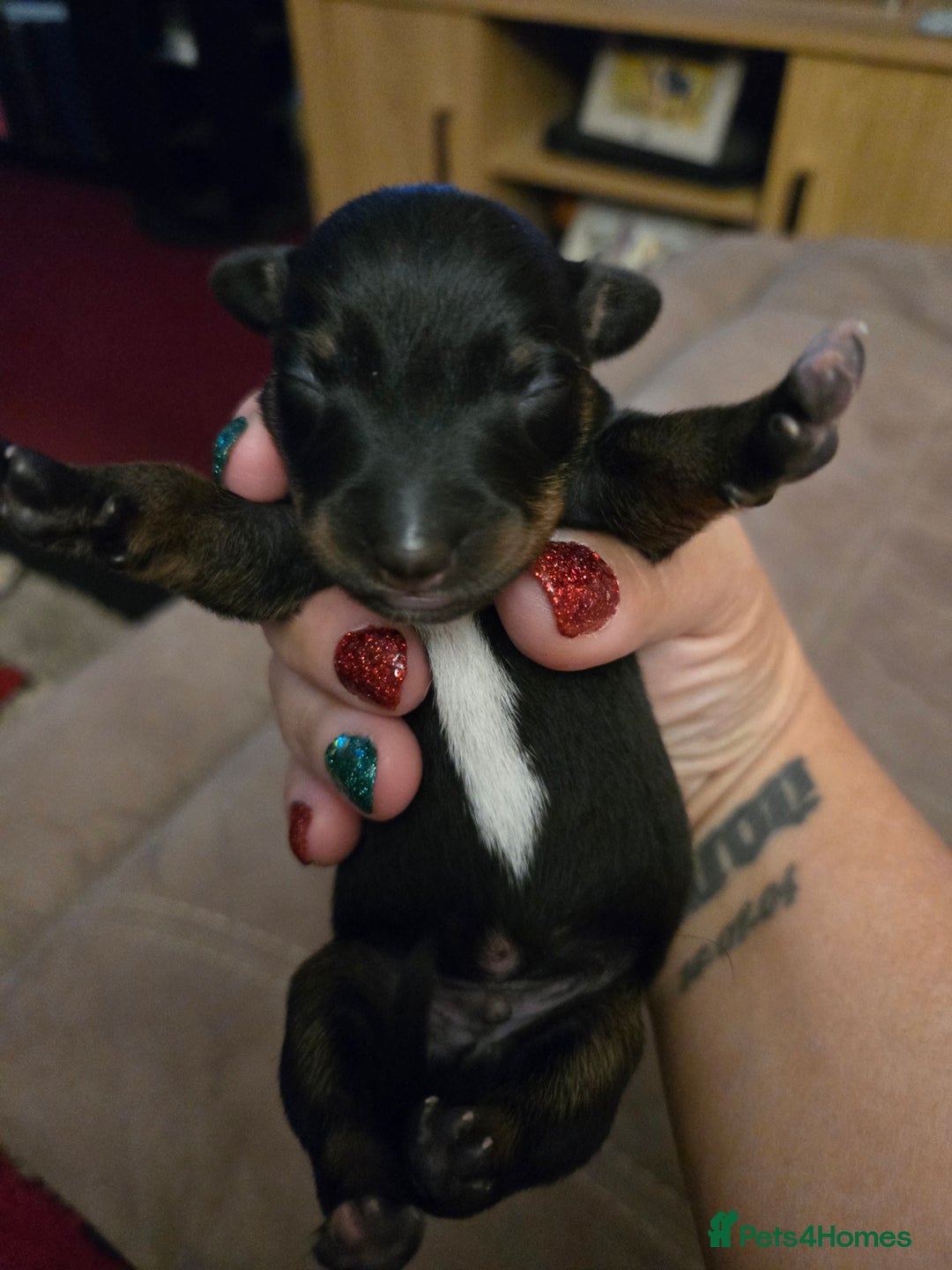 Dachshund dogs for sale: Miniature Dachshund crossbreed puppies - Advert 4