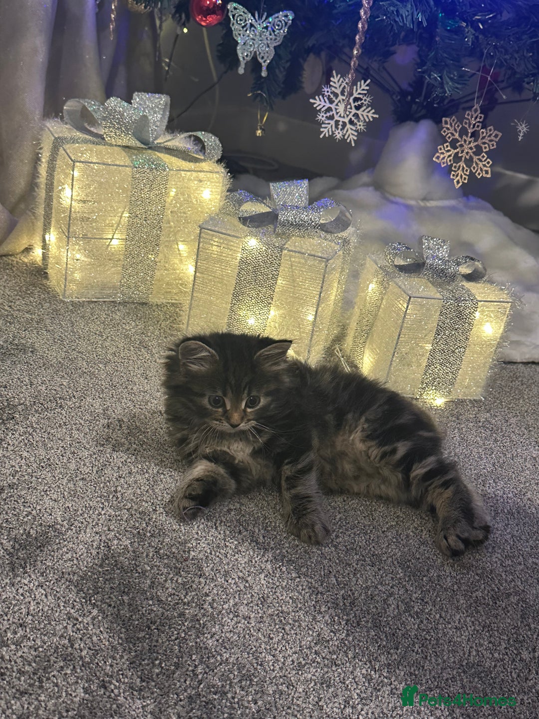 Siberian cats for sale: Beautiful Siberian Kitten – Baby Boy ✨ - Advert 9