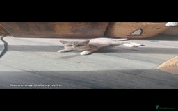 British Shorthair cats for sale: British short-hair kittens - Image 14