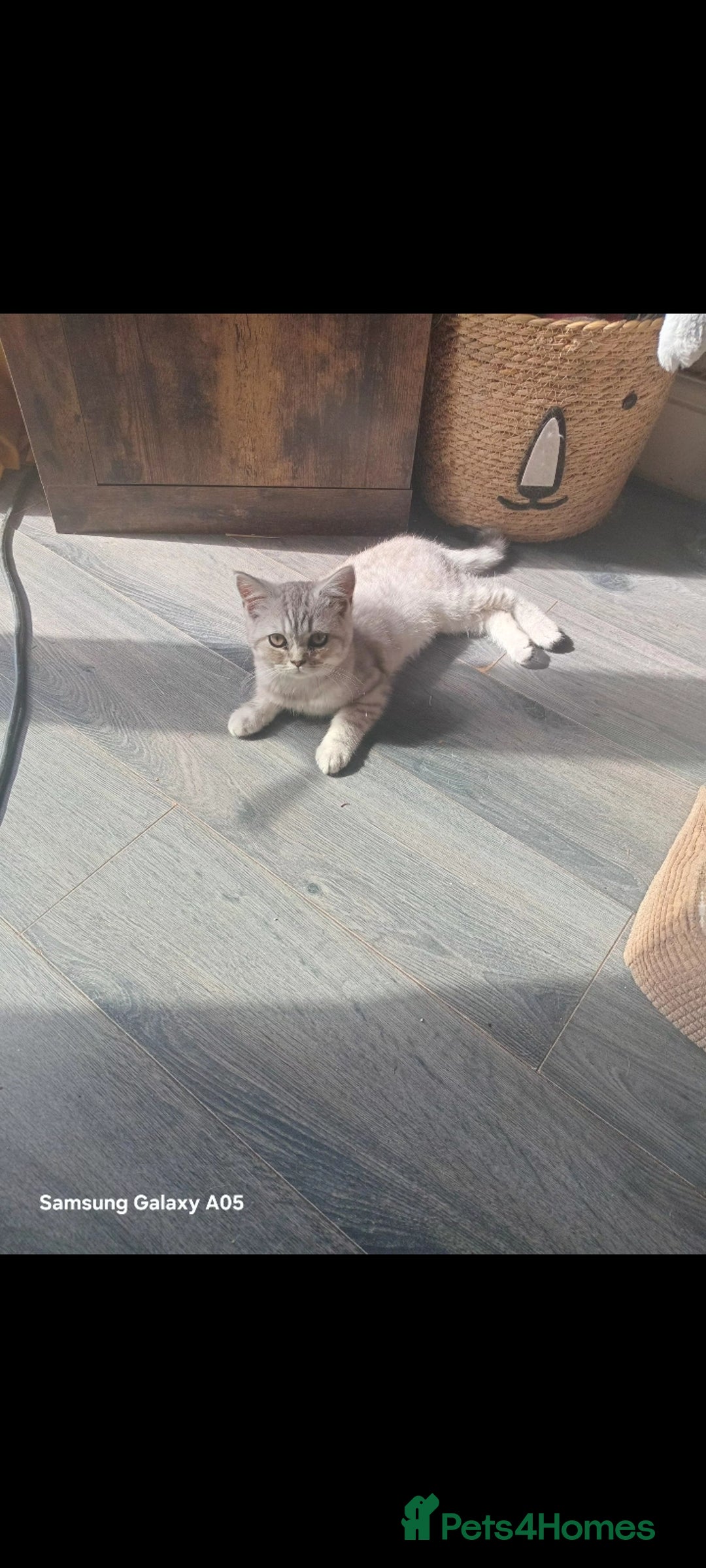 British Shorthair cats for sale: British short-hair kittens - Image 14