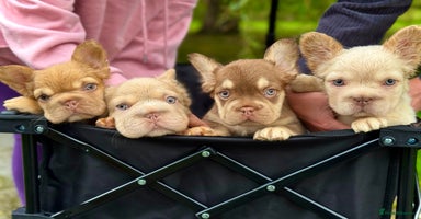 French Bulldog dogs - Advert 14