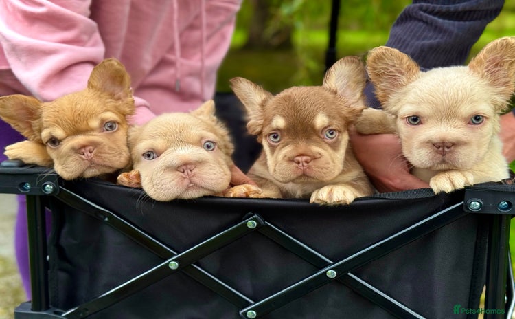 French Bulldog dogs - Advert 11