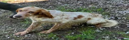 English Setter dogs for adoption: Nacho in Tonypandy - Advert 4
