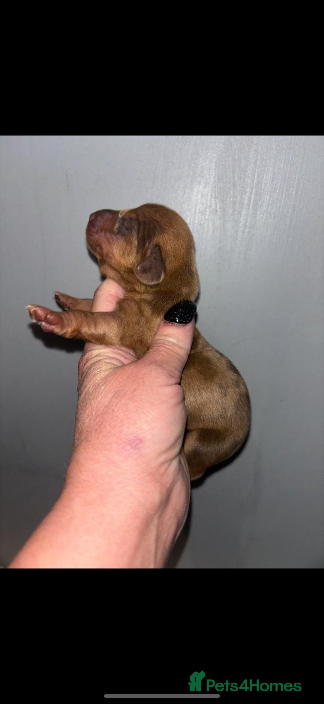 Dachshund dogs for sale: Miniature dashboard babies  - Advert 6