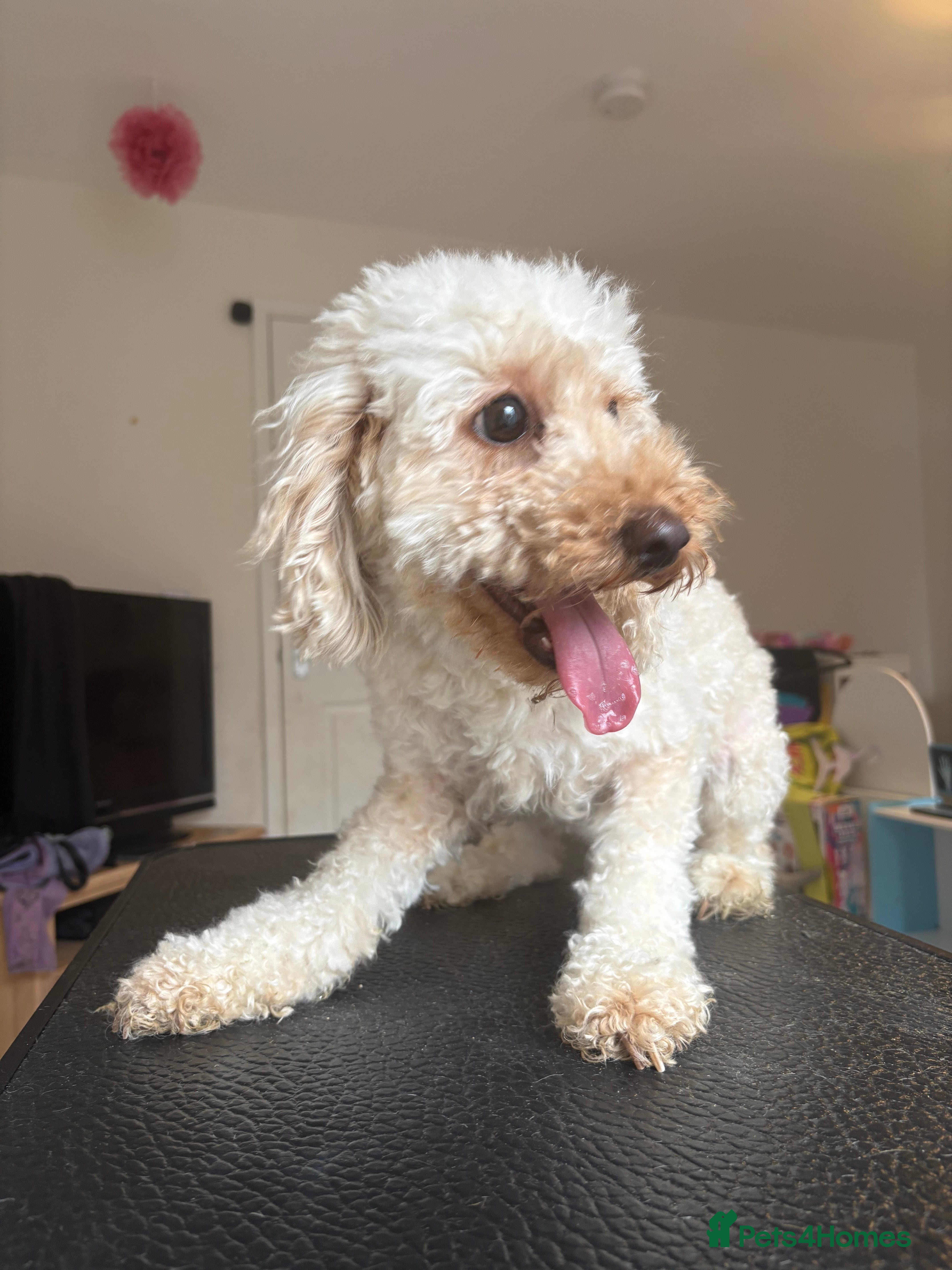 Mixed Breed dogs Beautiful Millie looking for a new family. - Advert 14