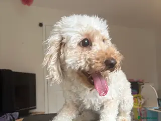 Mixed Breed dogs Beautiful Millie looking for a new family. - Advert 14