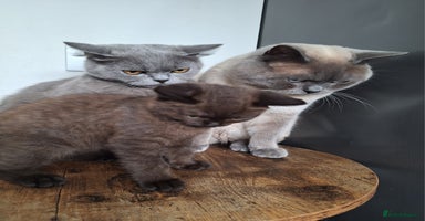 British Shorthair cats - Advert 6