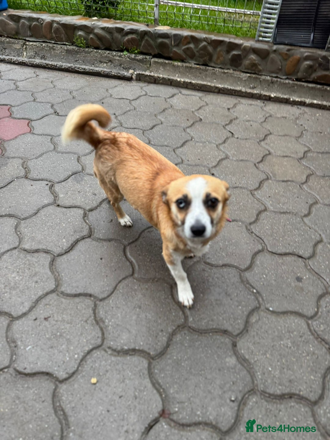 Mixed Breed dogs for adoption: FLORA - a Lovely tiny puppy girl for a Loving Home - Advert 37