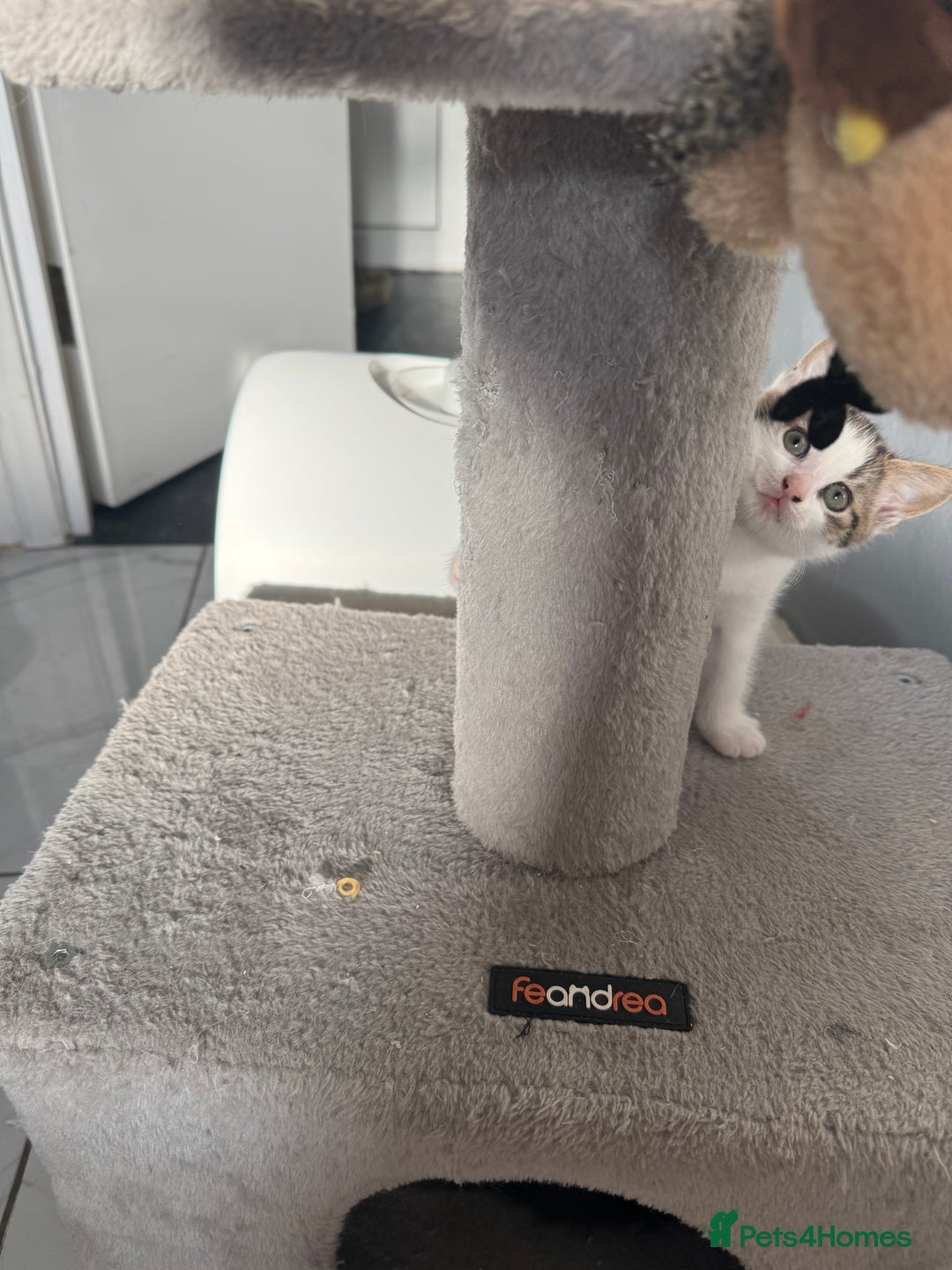 British Shorthair cats for sale: Last kitten  - Advert 11