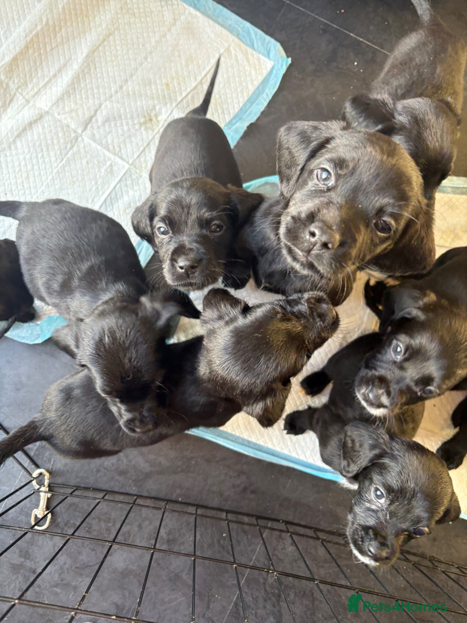 Cockerdor dogs Beautiful Cockerdor Puppies - Ready Soon - Advert 2