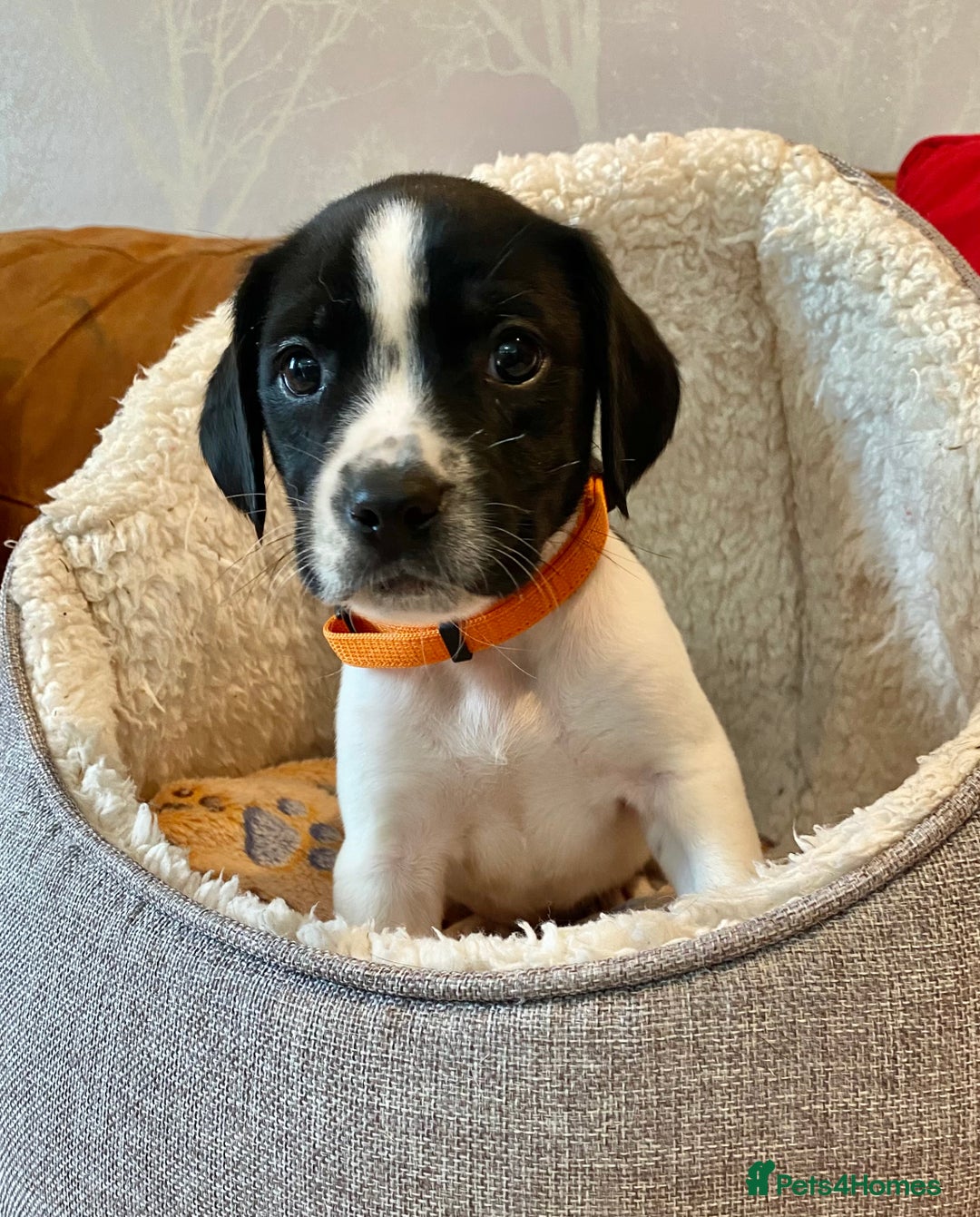 Springador dogs for sale: STUNNING SPRINGADOR PUPPIES  - Image 10