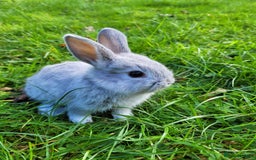 English Lop rabbits for sale: Baby Rabbits 9 available  - Image 10