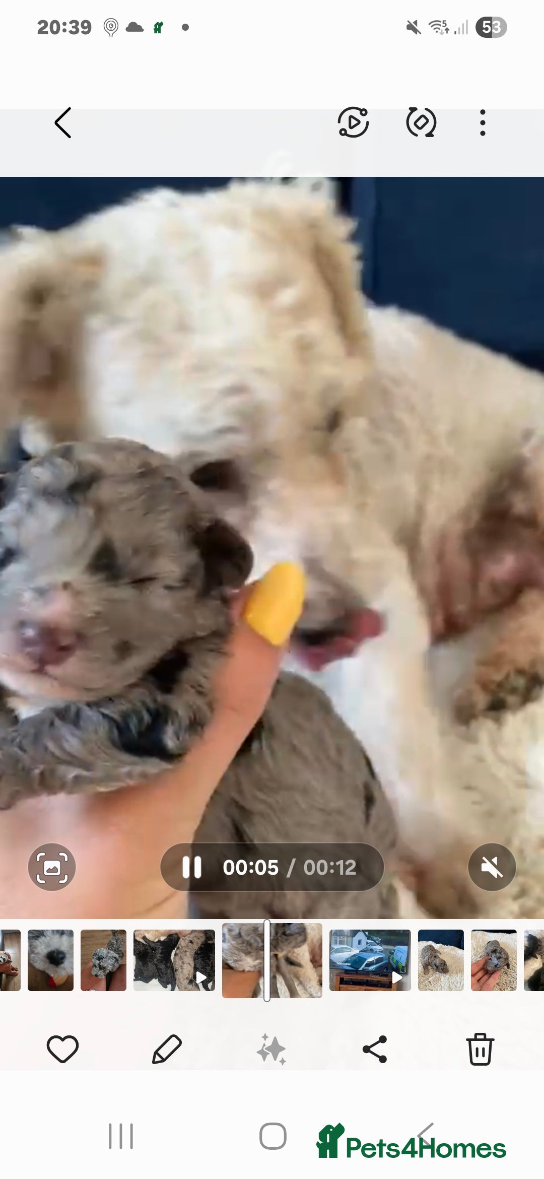 Maltipoo dogs for sale: Maltipoo puppy  - Image 5