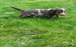 Miniature Dachshund dogs for sale: Kc Reg Long Haired Miniture Dachshund Puppies - Image 23