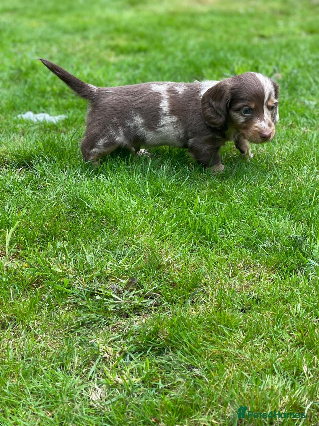 Miniature Dachshund dogs for sale: Kc Reg Long Haired Miniture Dachshund Puppies - Image 23