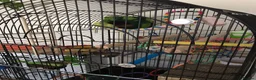 Budgerigars birds for sale: Gorgeous Budgies with fully accessorised cage - Advert 4