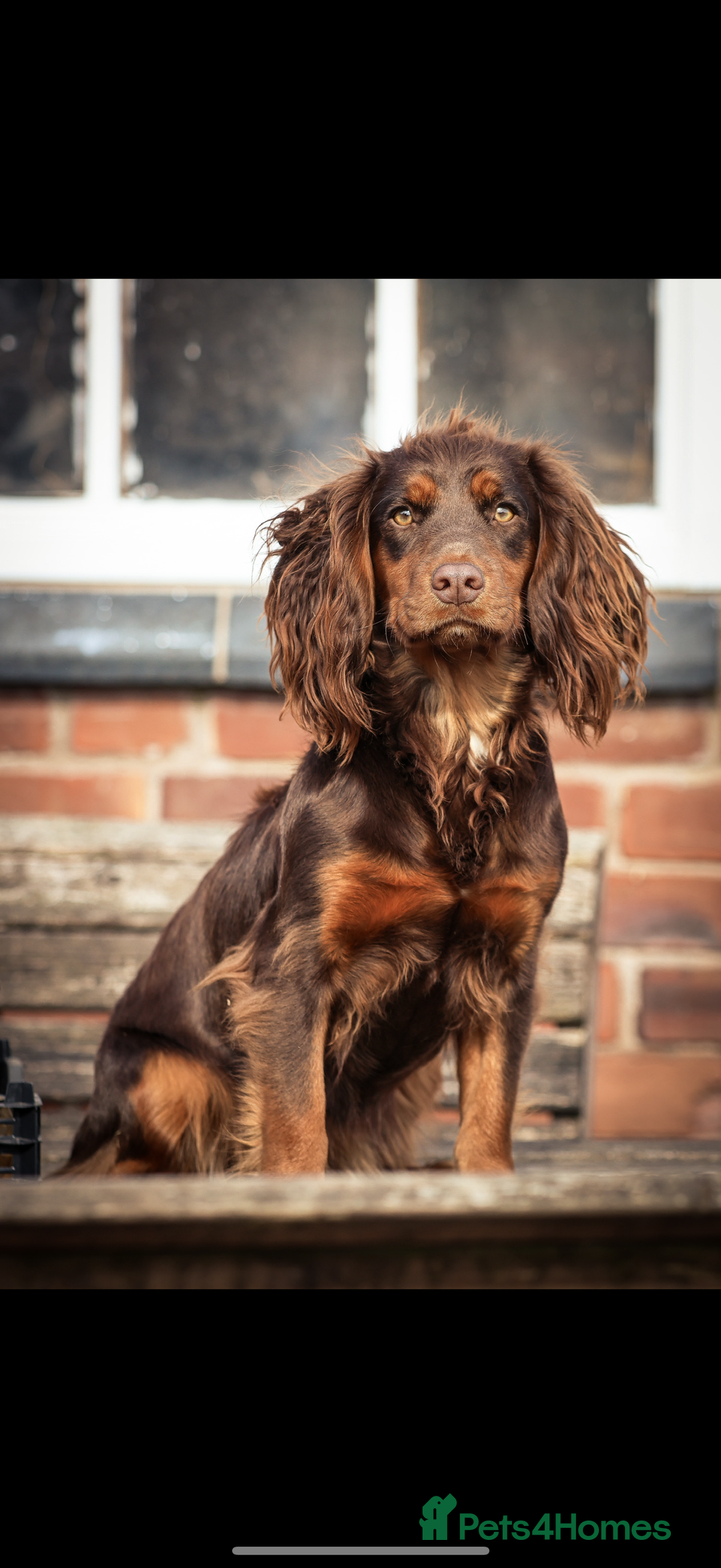 Cocker Spaniel dogs for sale: 8 health checked true quality working cocker pups - Advert 21