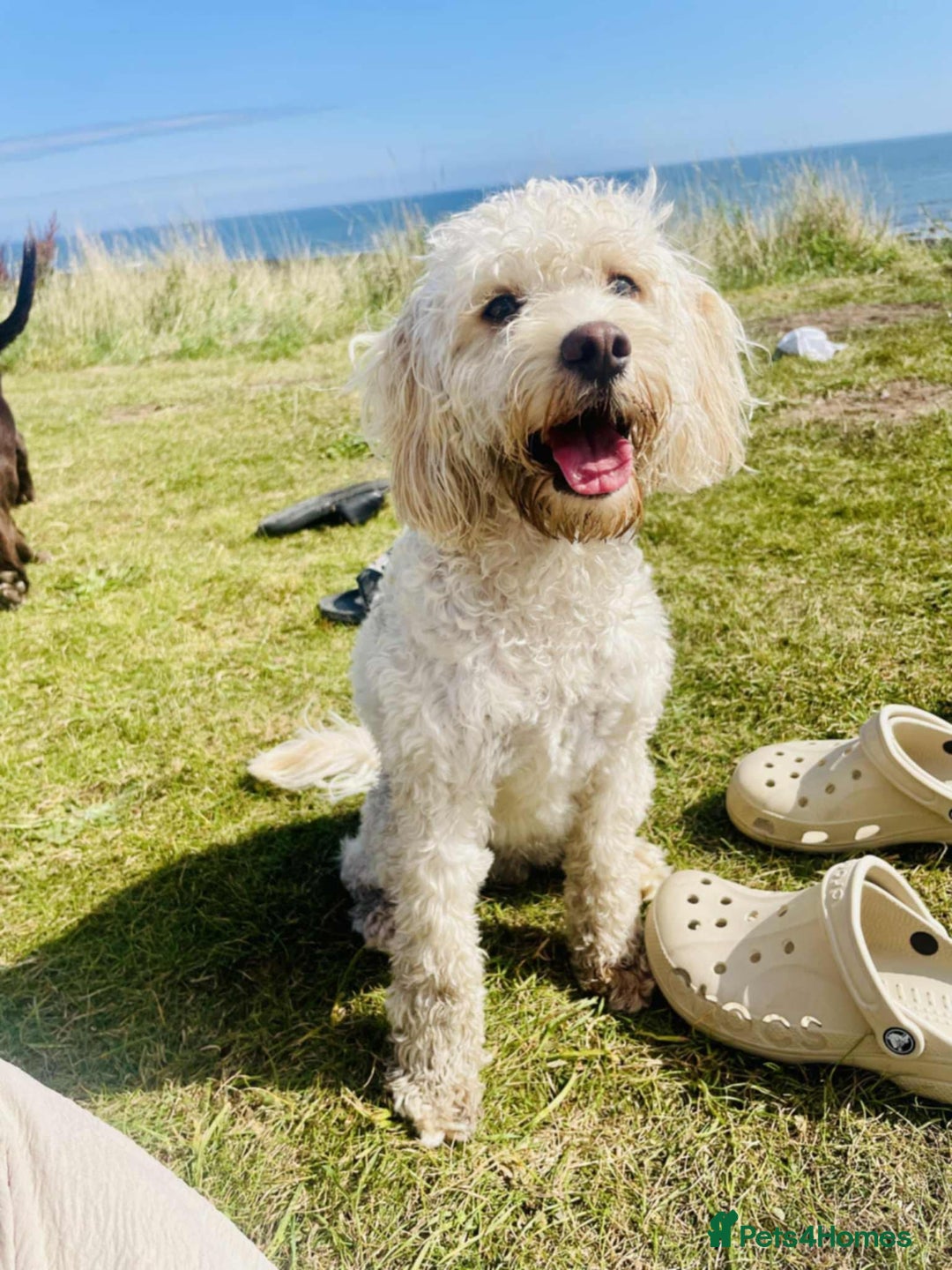 Cockapoo dogs for sale: F2 Toy cockapoo - Advert 1