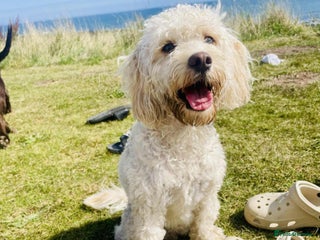 Cockapoo dogs F2 Toy cockapoo - Advert 1