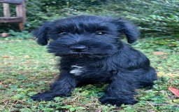 Miniature Schnauzer dogs for sale: Beautiful KC registered Minature Schnauzer puppies - Image 9