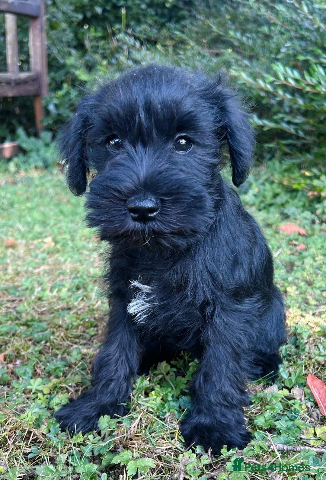Miniature Schnauzer dogs for sale: Beautiful KC registered Minature Schnauzer puppies - Image 9