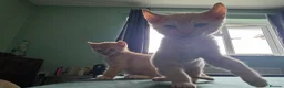 Sphynx cats for sale: Sphynx / Devon Rex Mix Kittens Ready Homes - Advert 40