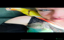 Conures birds for sale: Handtame 2 bonded conures - Image 6